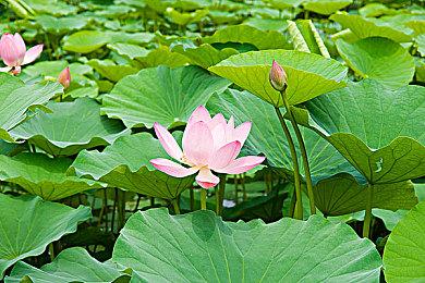 为强化版PS Plus让路？索尼在英国不再出售PS Now订阅卡